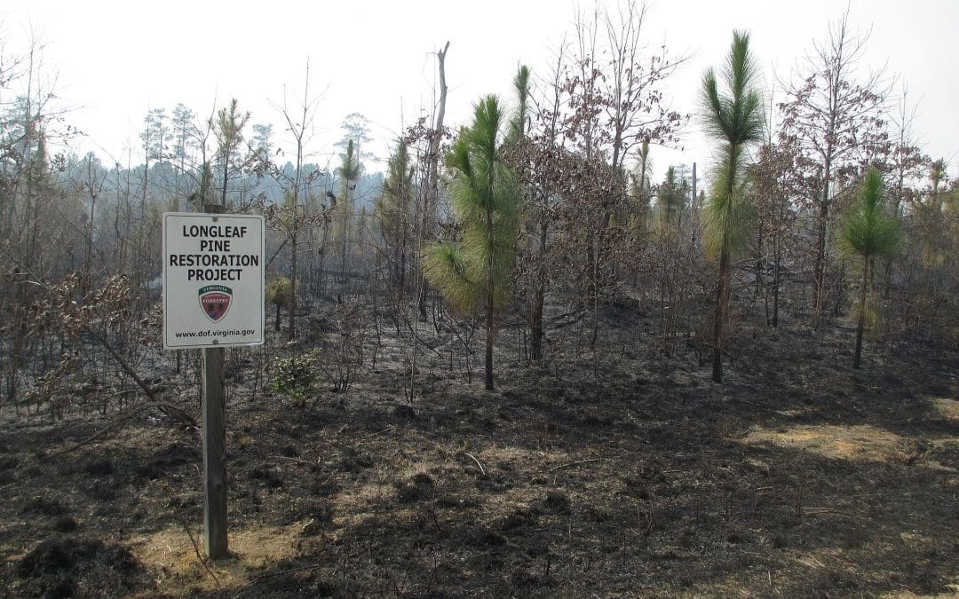 Smokey Bear’s Legacy and the Future of Forest Restoration